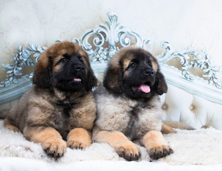 Leonberger puppy lying on the bed in white background