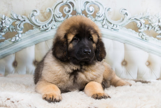 Leonberger puppy lying on the bed in white background