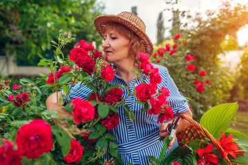 Senior woman gathering flowers in garden. Middle-aged woman smelling and cutting roses off....