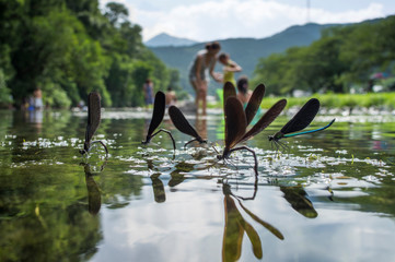 ハグロトンボのハーレム © 雄一 松崎