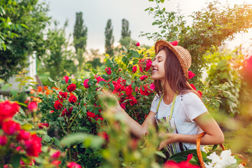 Young woman gathering flowers in garden. Girl smelling and admiring roses. Gardening concept