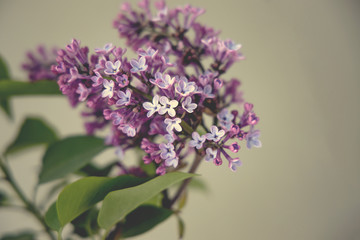 spring twig of blooming purple lilac with green leaves