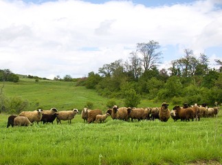 lambs on grazing on the green meadows