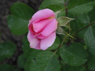 pink rose in garden