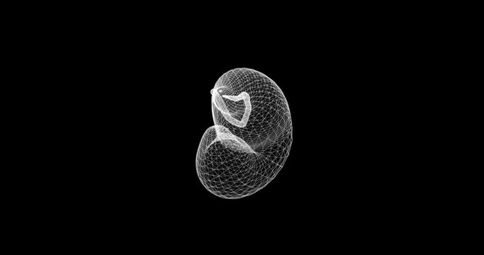 Hologram screen 3d of the pancreas in the human digestive system - loop