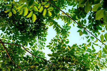 green leaves from bottom up to the sky
