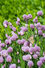 Close up of the flowers of some Chives and orange butterfly in the garden. Allium schoenoprasum