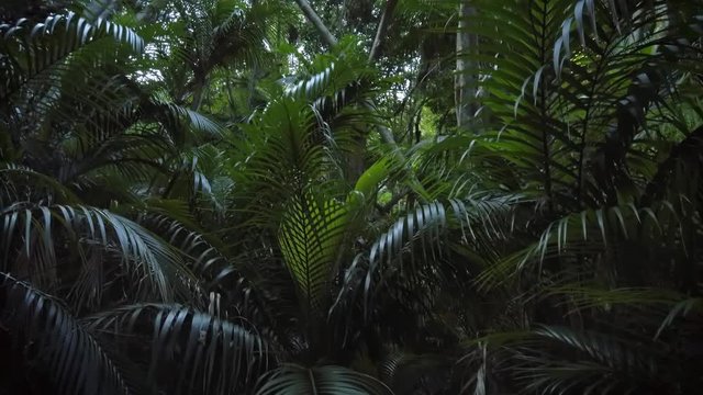 New Zealand rich dense native forest interior