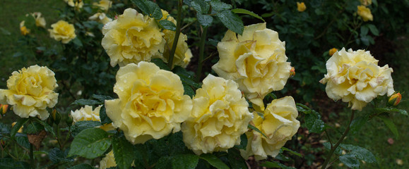 Gelbe Zuchtrosen in der Bl&uuml;te wehen im Wind