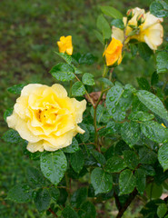 Gelbe Zuchtrosen in der Blüte wehen im Wind