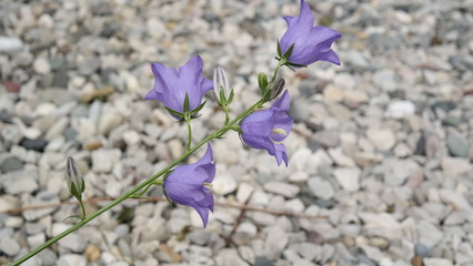lila Blume vor Steinhintergrund