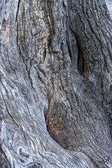 Textured surface of perennial oak bark in the forest. tree bark background.