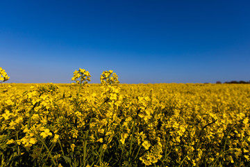 calm minimalistic yellow spring rape field against a blue cloudless idyllic sky