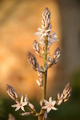 Des fleurs de Grèce et d'Italie