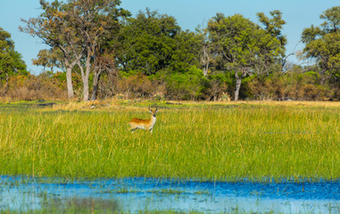 Lechwe, or southern lechwe, (Kobus leche), Okavango Delta, Botswana, Africa