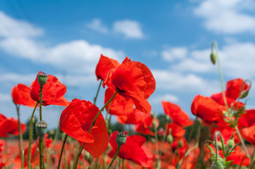 Naklejka premium Mohnblumen 