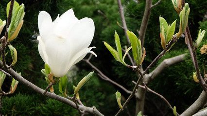 Fototapeta na wymiar One large white Magnolia flower with budding leaves around it growing in spring.