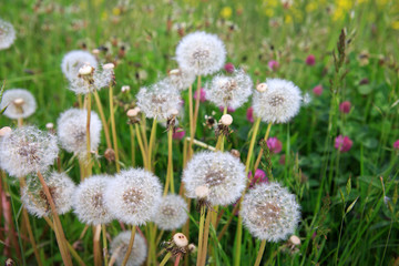Macro shot on dandelion flowers isolated on green.