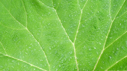 Closeup of green leave with veins.
