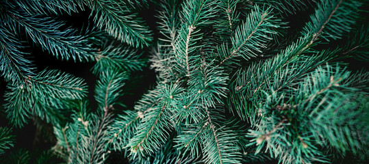 Christmas  Fir tree  Background. Pine tree brunch close up. Green spruce