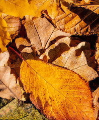 Autumn Background with Brown and Yellow  Autumn Leaves.