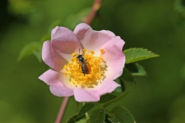 Weibliche Sandbiene (Andrena) auf Wildrose