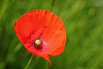 Klatschmohn (Papaver rhoeas)