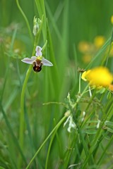 Bienen-Ragwurz (Ophrys apifera)