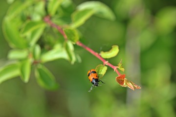 Ameisensackkäfer (Clytra laeviuscula)