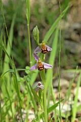 Bienen-Ragwurz (Ophrys apifera)