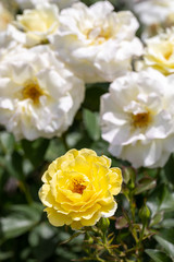 Close-up of Yellow Brick Road hybrid shrub rose in selective focus with green leaves in foreground and many white roses in blurred background