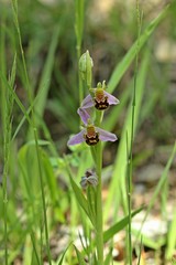 Bienen-Ragwurz (Ophrys apifera)