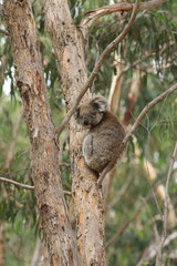 Vertical of Koala, Phascolarctos cinereus, relaxing