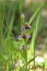 Bienen-Ragwurz (Ophrys apifera)