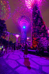 SINGAPORE - APRIL 25 2019 : Singapore Night Skyline at Gardens by the Bay. SuperTree Grove under Blue Night Sky in Singapore. Cityscape and city skyline in Singapore.