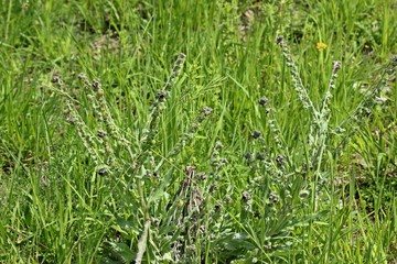 Gewöhnliche Hundszunge.(Cynoglossum officinale)