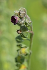 Gewöhnliche Hundszunge (Cynoglossum officinale)