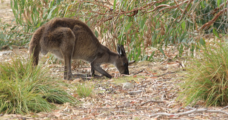 Fototapeta premium Red Kangaroo, Macropus rufus, grazing