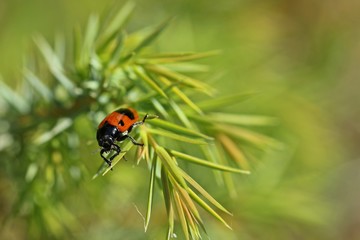 Ameisensackkäfer (Clytra laeviuscula)