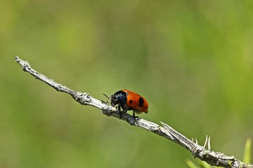 Ameisensackkäfer (Clytra laeviuscula)