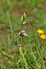 Bienen-Ragwurz (Ophrys apifera)