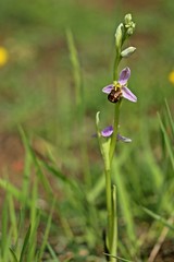 Bienen-Ragwurz (Ophrys apifera)