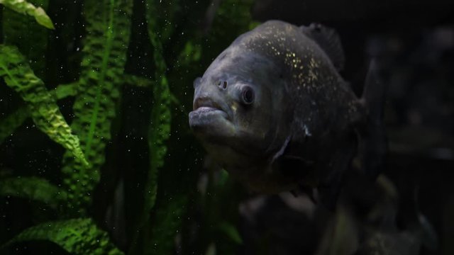 Red-bellied piranha (Pygocentrus nattereri) predatory fish in a river or aquarium swims past seaweeds. Close up.