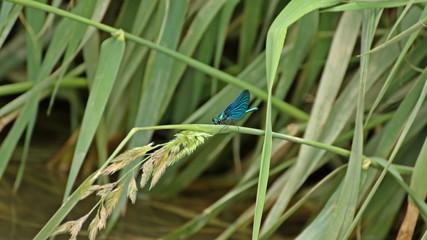 Männliche Blauflügel-Prachtlibelle (Calopteryx virgo) auf Schilfhalm