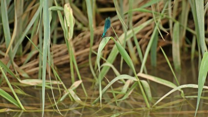Männliche Gebänderte Prachtlibelle (Calopteryx splendens) auf Halm