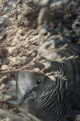Zebra dove (Geopelia striata) in tropical forest ,traditional pet of Asia.