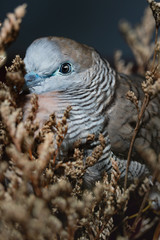 Zebra dove (Geopelia striata) in tropical forest ,traditional pet of Asia.