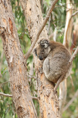 Vertical of Koala, Phascolarctos cinereus, in a tree
