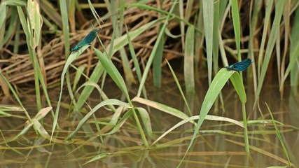 Männliche Gebänderte Prachtlibelle (Calopteryx splendens) und Blauflügel-Prachtlibelle (Calopteryx virgo) nebeneinander