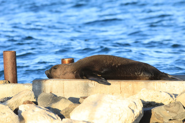 Australian Fur Seal, Arctocephalus pusillus, relaxing